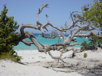 golbry.jpg (95658 bytes)