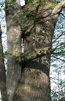 gourdon.jpg (100158 bytes)