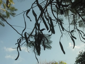 jocelyne.jpg (79533 bytes)