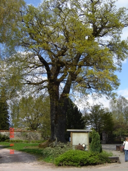 jolly.jpg (116297 bytes)