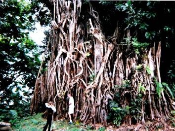 jonniaux.jpg (140992 bytes)