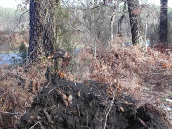 jungbluth.jpg (112442 bytes)