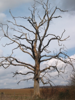 laura.jpg (85697 bytes)