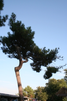 lesiourd.jpg (66297 bytes)