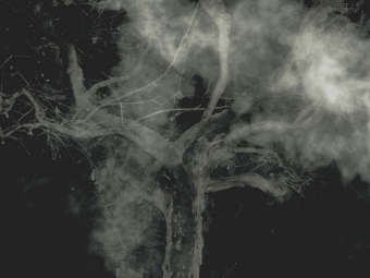 maiagio.jpg (52081 bytes)