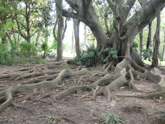 marion.jpg (108346 bytes)