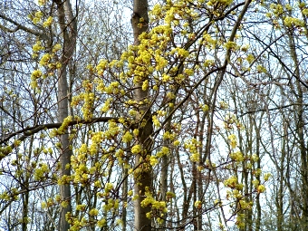 palefroy.jpg (155761 bytes)