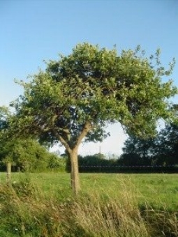 pandoredelune.jpg (81061 bytes)