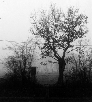 polinife.jpg (83495 bytes)