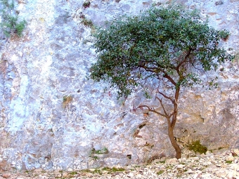 quiviger.jpg (124172 bytes)