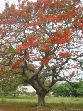 rochard.jpg (129423 bytes)