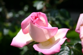 roze.jpg (55087 bytes)