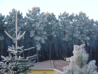 salgoss.jpg (85648 bytes)