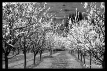 scproduction.jpg (72354 bytes)