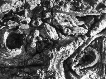 stefanini.jpg (90675 bytes)