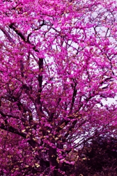 thetaz.jpg (130446 bytes)