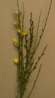 ajonc.jpg (45435 bytes)