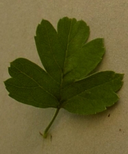 aubepine.jpg (29045 bytes)