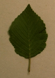 aulne.jpg (37221 bytes)