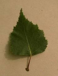 bouleau.jpg (34665 bytes)