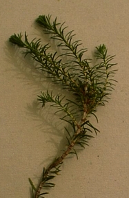 bruyere.jpg (46020 bytes)