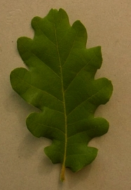 chene.jpg (36753 bytes)