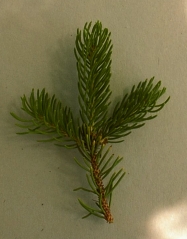 epicea.jpg (34536 bytes)