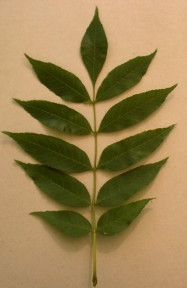 frene.jpg (39318 bytes)