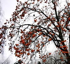 fruits2.jpg (77224 bytes)