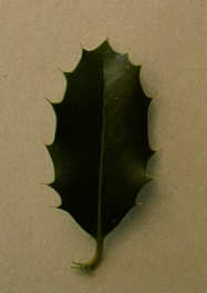 houx.jpg (32891 bytes)