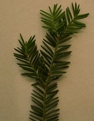 if.jpg (37196 bytes)