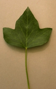 lierre.jpg (38290 bytes)