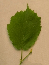 noisetier.jpg (30546 bytes)