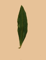 olivier.jpg (4384 bytes)