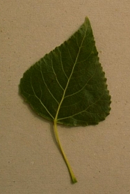 peuplier.jpg (38832 bytes)