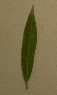 saule.jpg (38080 bytes)