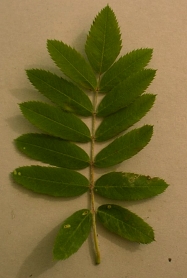 sorbier.jpg (40564 bytes)