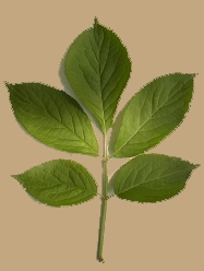 sureau.jpg (24529 bytes)