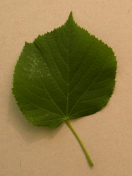 tilleul.jpg (33368 bytes)