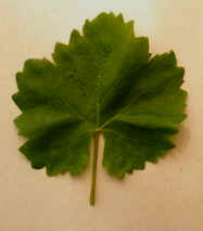 vigne.jpg (3921 bytes)